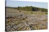 Area of Felled Non-Native Plantation, Flow Country, Highland, Scotland, UK-Mark Hamblin-Stretched Canvas