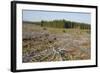 Area of Felled Non-Native Plantation, Flow Country, Highland, Scotland, UK-Mark Hamblin-Framed Photographic Print