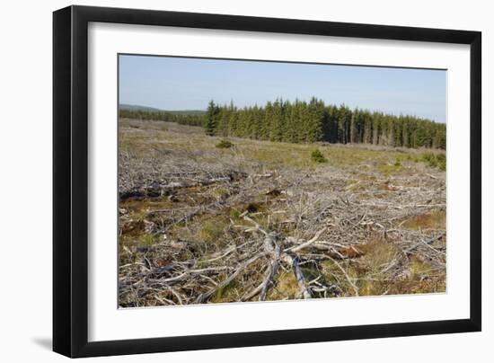 Area of Felled Non-Native Plantation, Flow Country, Highland, Scotland, UK-Mark Hamblin-Framed Photographic Print