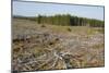 Area of Felled Non-Native Plantation, Flow Country, Highland, Scotland, UK-Mark Hamblin-Mounted Photographic Print