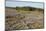 Area of Felled Non-Native Plantation, Flow Country, Highland, Scotland, UK-Mark Hamblin-Mounted Photographic Print