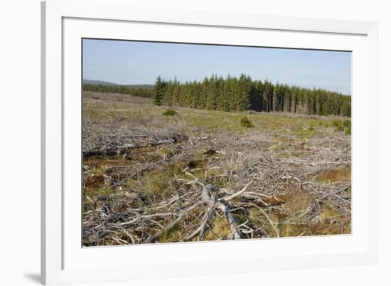 Area of Felled Non-Native Plantation, Flow Country, Highland, Scotland, UK-Mark Hamblin-Framed Photographic Print