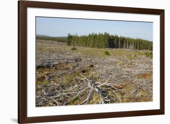 Area of Felled Non-Native Plantation, Flow Country, Highland, Scotland, UK-Mark Hamblin-Framed Photographic Print