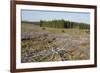 Area of Felled Non-Native Plantation, Flow Country, Highland, Scotland, UK-Mark Hamblin-Framed Photographic Print