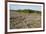 Area of Felled Non-Native Plantation, Flow Country, Highland, Scotland, UK-Mark Hamblin-Framed Photographic Print