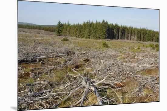 Area of Felled Non-Native Plantation, Flow Country, Highland, Scotland, UK-Mark Hamblin-Mounted Photographic Print