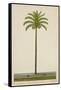 Areca Or Beetlenut Tree, 1800-10-null-Framed Stretched Canvas