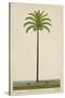 Areca Or Beetlenut Tree, 1800-10-null-Stretched Canvas