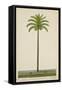 Areca Or Beetlenut Tree, 1800-10-null-Framed Stretched Canvas