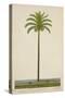 Areca Or Beetlenut Tree, 1800-10-null-Stretched Canvas