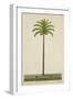 Areca Or Beetlenut Tree, 1800-10-null-Framed Giclee Print