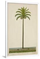 Areca Or Beetlenut Tree, 1800-10-null-Framed Giclee Print