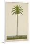 Areca Or Beetlenut Tree, 1800-10-null-Framed Giclee Print