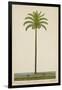 Areca Or Beetlenut Tree, 1800-10-null-Framed Giclee Print