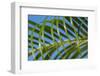 Areca palm, USA.-Lisa Engelbrecht-Framed Photographic Print