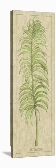 Arecaceae Leaf-Alicia Ludwig-Stretched Canvas