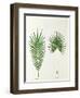 Arecaceae, Palm Tree Leaves Pinnate and Palmate-null-Framed Premium Giclee Print