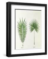 Arecaceae, Palm Tree Leaves Pinnate and Palmate-null-Framed Premium Giclee Print