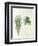 Arecaceae, Palm Tree Leaves Pinnate and Palmate-null-Framed Premium Giclee Print