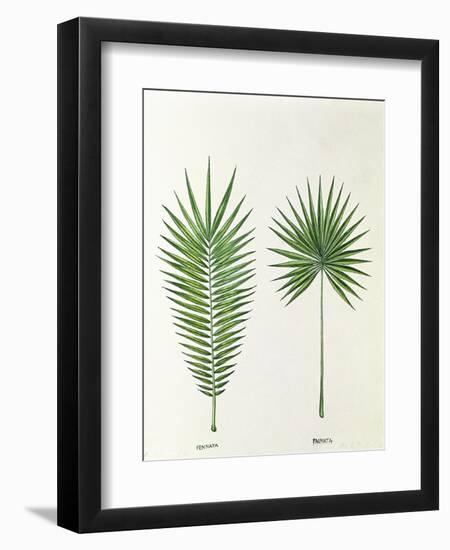 Arecaceae, Palm Tree Leaves Pinnate and Palmate-null-Framed Premium Giclee Print