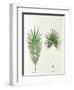 Arecaceae, Palm Tree Leaves Pinnate and Palmate-null-Framed Premium Giclee Print