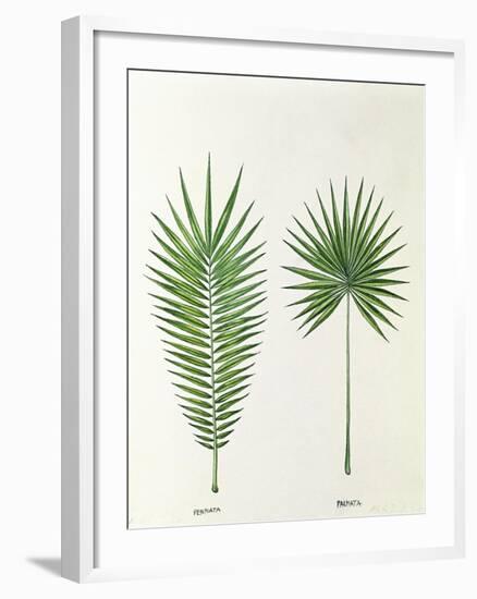 Arecaceae, Palm Tree Leaves Pinnate and Palmate-null-Framed Giclee Print