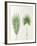 Arecaceae, Palm Tree Leaves Pinnate and Palmate-null-Framed Giclee Print