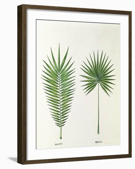 Arecaceae, Palm Tree Leaves Pinnate and Palmate-null-Framed Giclee Print