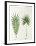 Arecaceae, Palm Tree Leaves Pinnate and Palmate-null-Framed Giclee Print