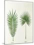 Arecaceae, Palm Tree Leaves Pinnate and Palmate-null-Mounted Giclee Print