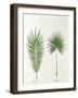 Arecaceae, Palm Tree Leaves Pinnate and Palmate-null-Framed Giclee Print