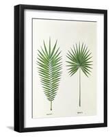 Arecaceae, Palm Tree Leaves Pinnate and Palmate-null-Framed Giclee Print