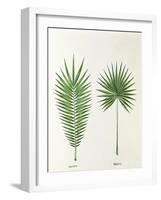 Arecaceae, Palm Tree Leaves Pinnate and Palmate-null-Framed Giclee Print