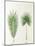 Arecaceae, Palm Tree Leaves Pinnate and Palmate-null-Mounted Giclee Print