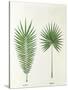 Arecaceae, Palm Tree Leaves Pinnate and Palmate-null-Stretched Canvas