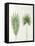 Arecaceae, Palm Tree Leaves Pinnate and Palmate-null-Framed Stretched Canvas