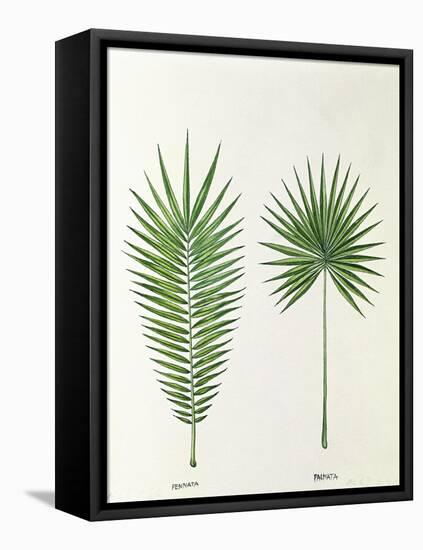 Arecaceae, Palm Tree Leaves Pinnate and Palmate-null-Framed Stretched Canvas