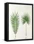 Arecaceae, Palm Tree Leaves Pinnate and Palmate-null-Framed Stretched Canvas