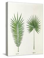 Arecaceae, Palm Tree Leaves Pinnate and Palmate-null-Stretched Canvas
