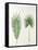 Arecaceae, Palm Tree Leaves Pinnate and Palmate-null-Framed Stretched Canvas