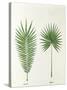 Arecaceae, Palm Tree Leaves Pinnate and Palmate-null-Stretched Canvas