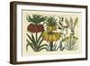 Arena Botanical I-Arena-Framed Art Print