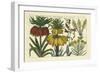 Arena Botanical I-Arena-Framed Art Print