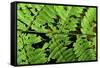 Arenal-Monteverde Protected Forest.-Stefano Amantini-Framed Stretched Canvas