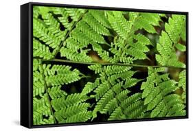 Arenal-Monteverde Protected Forest.-Stefano Amantini-Framed Stretched Canvas