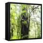 Arenal-Monteverde Protected Forest.-Stefano Amantini-Framed Stretched Canvas