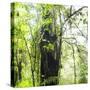 Arenal-Monteverde Protected Forest.-Stefano Amantini-Stretched Canvas