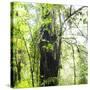 Arenal-Monteverde Protected Forest.-Stefano Amantini-Stretched Canvas