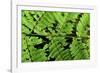 Arenal-Monteverde Protected Forest.-Stefano Amantini-Framed Photographic Print