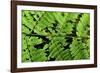 Arenal-Monteverde Protected Forest.-Stefano Amantini-Framed Photographic Print